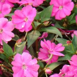 Alternative view of IMPATIENS NUEVA GUINEA M12