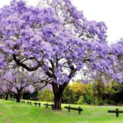 Kiri 4L árbol de rápido crecimiento para jardín