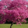 Lapacho rosado en floración, con copa cubierta de flores rosadas intensa