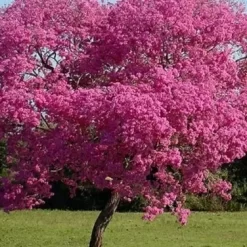 Lapacho rosado en floración, con copa cubierta de flores rosadas intensa