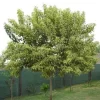 Ligustro Áureo 12L arbusto de follaje verde y dorado ideal para cerco vivo y jardín