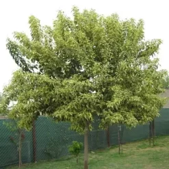 Ligustro áureo con hojas verdes y amarillo dorado formando cerco vivo