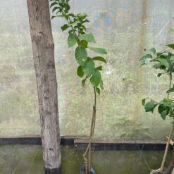 Limonero Eureka con frutos maduros