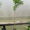 Limón Paraguayo o Lima de Cantón con frutos verdes amarillentos y pulpa jugosa