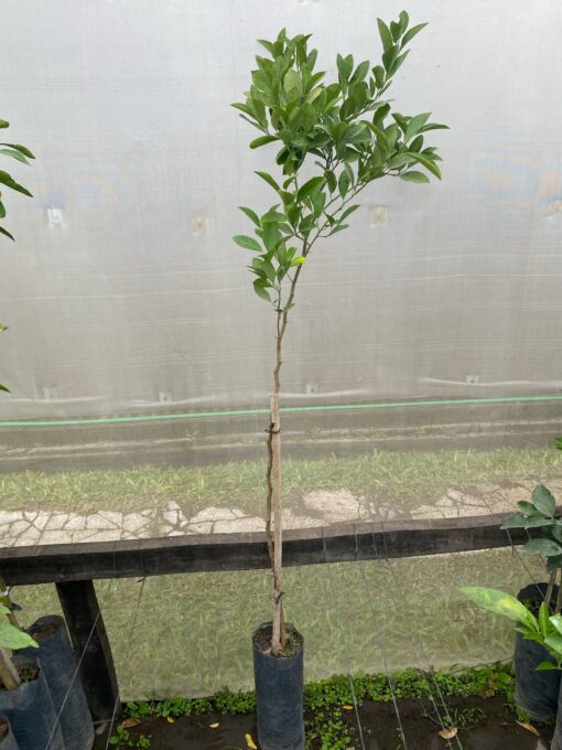 Limón Paraguayo o Lima de Cantón con frutos verdes amarillentos y pulpa jugosa