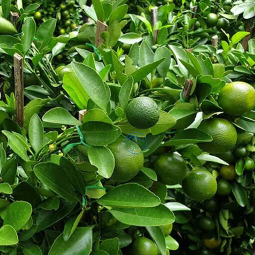 Limón Tahití verde, sin semillas, partido mostrando su pulpa jugosa