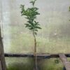 Mandarina Murcott 3L árbol cítrico con frutos dulces en maceta