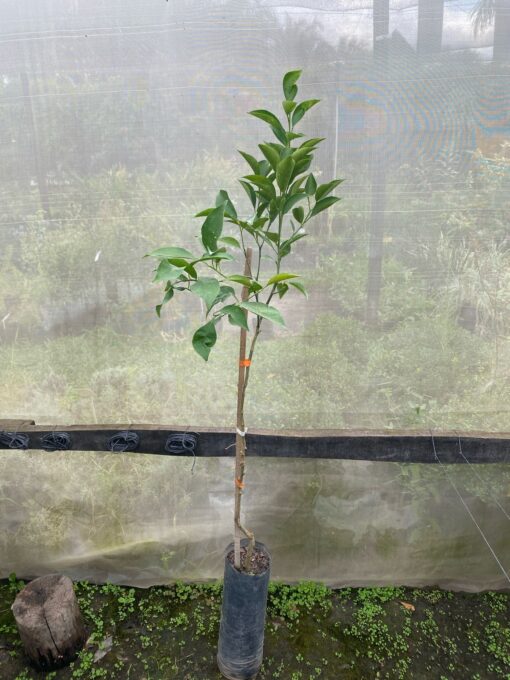 Naranja Salustiana madura de color anaranjado brillante y pulpa jugosa sin semillas