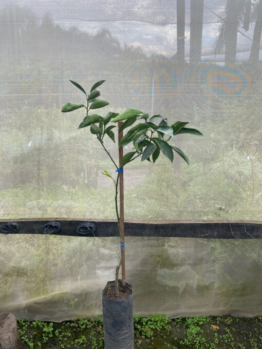 Naranja Valenciana con frutos anaranjados jugosos colgando de sus ramas verdes