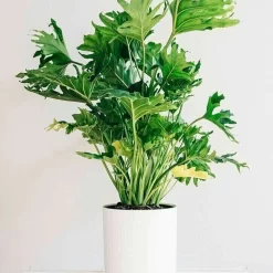 Guembe philodendron bipinnatifidum planta tropical hojas grandes recortadas