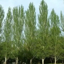 Álamo piramidal alto y delgado con follaje verde brillante en un camino arbolado