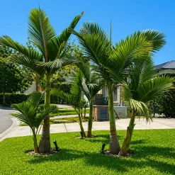 Palmera Seafortia Archontophoenix alexandrae en maceta de 20 litros con hojas verdes tropicales elegantes