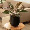 Philodendro Imperial con hojas grandes y brillantes en maceta decorativa