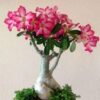 rosa del desierto adenium obesum planta suculenta flor exótica caudex