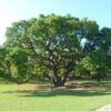 Timbó 10L árbol nativo de gran sombra y rápido crecimiento ideal para jardín y parque