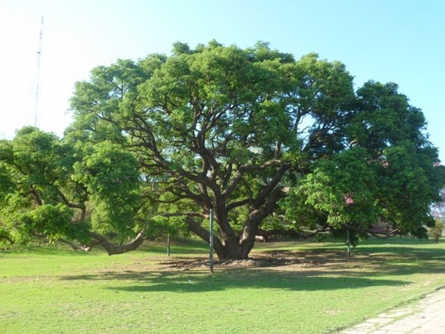 Timbó 10L árbol nativo de gran sombra y rápido crecimiento ideal para jardín y parque