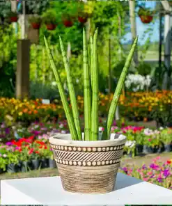 "Sansevieria cilíndrica 5 dedos en maceta con hojas erguidas y cilíndricas verdes