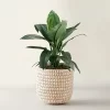 Spathiphyllum New Sensación con hojas verdes brillantes y flores blancas en maceta