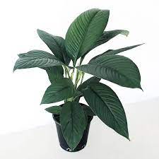 Alternative view of SPATHIPHYLLUM NEW SENSACION M19