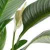 Helecho Rusbel con frondes verdes brillantes y arqueados en maceta