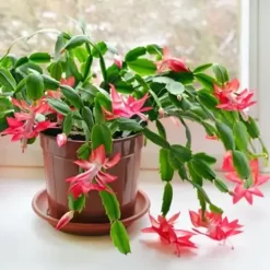 Santa Teresita con flores rosadas y hojas verdes brillantes