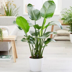 Strelitzia nicolai o ave del paraíso gigante con hojas grandes verdes en maceta