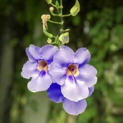 Thunbergia grandiflora en floración con flores azules en forma de trompeta sobre follaje verde intenso