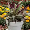 "Tradescantia spathacea M15 en maceta con hojas verdes y púrpura
