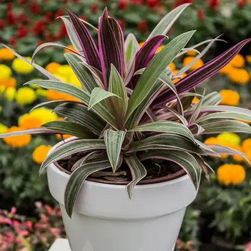 "Tradescantia spathacea M15 en maceta con hojas verdes y púrpura