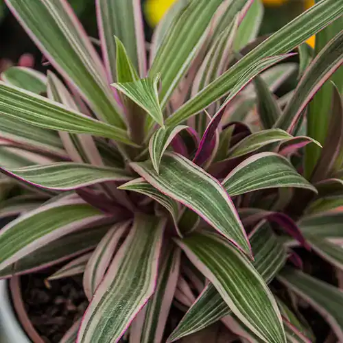 TRADESCANTIA SPATHACEA M15 - Imagen 2