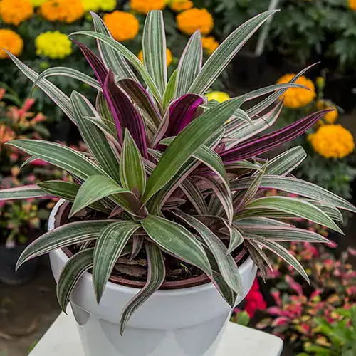 "Tradescantia spathacea M15 en maceta con hojas verdes y púrpura