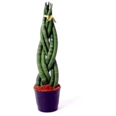 SANSEVIERIA TRENZADA M14