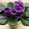 Violeta Africana (Saintpaulia) con hojas verdes aterciopeladas y flores violetas
