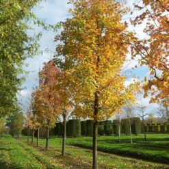 Acer saccharum con follaje otoñal en tonos rojos, naranjas y amarillos