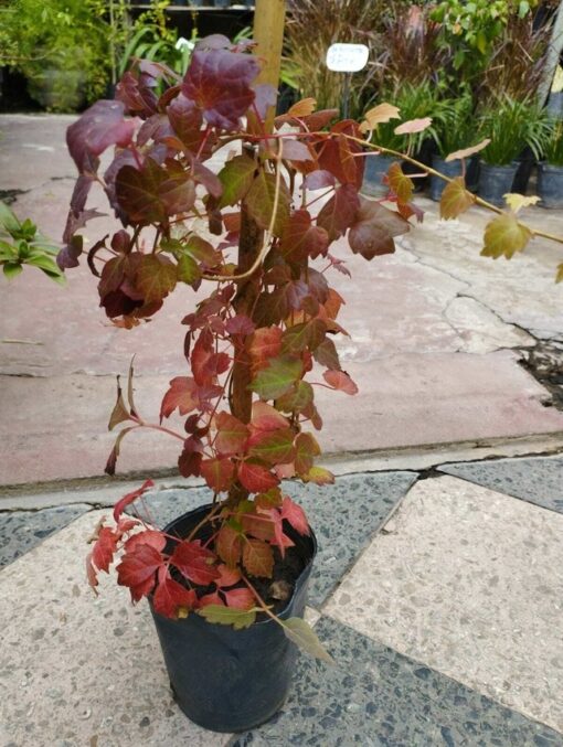 PARTHENOCISSUS TRICUSPIDATA (AMPELOPSIS) 4L - Imagen 3