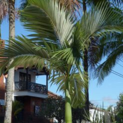 "Palmera Seafortia de tronco esbelto y hojas largas pinnadas en color verde brillante