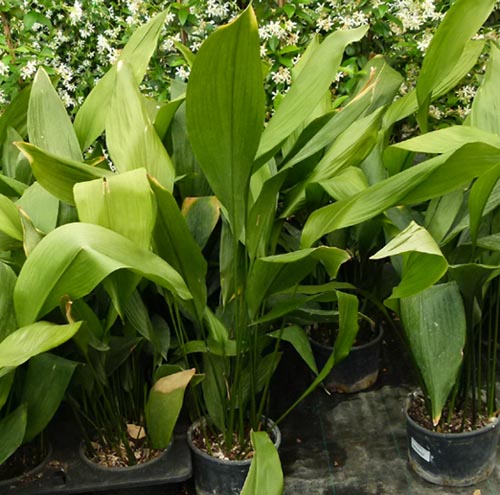 ASPIDISTRA M 14 - Imagen 2