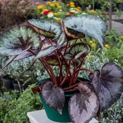 Begonia Rex con hojas grandes y aterciopeladas en tonos verdes, púrpuras y plateados