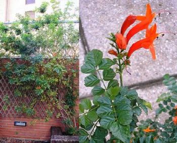 BIGNONIA CAPENSIS 4L - Imagen 4