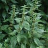 Parietaria officinalis creciendo en muro de piedra con hojas verdes y flores pequeñas