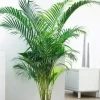 Chamaedorea bifurcata en maceta de interio