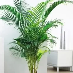 Chamaedorea bifurcata en maceta de interio