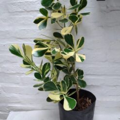 Clusia disciplinada arbusto con hojas gruesas en jardín