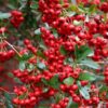 Crataegus vanhedeni con flores blancas en primavera y frutos rojos decorativos