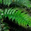 Helecho Cyrtomium falcatum con frondes verdes brillantes en maceta