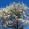 Lapacho blanco en plena floración con copa cubierta de flores blancas
