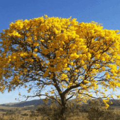 Lapacho amarillo en plena floración con copa cubierta de flores doradas