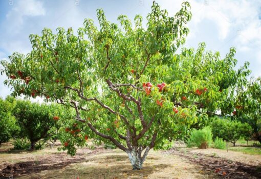 Duraznos June Gold y Flordaking amarillos con tonos rojizos listos para cosechar en rama