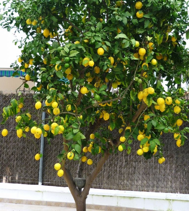 LIMON 4 ESTACIONES VAR. EUREKA 3L - Imagen 2