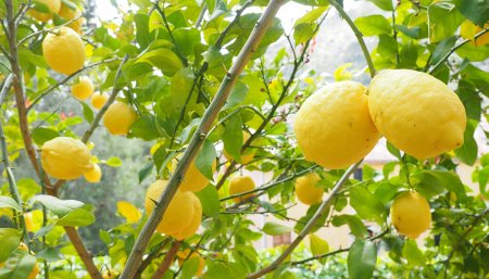 LIMON 4 ESTACIONES VAR. EUREKA 3L - Imagen 3